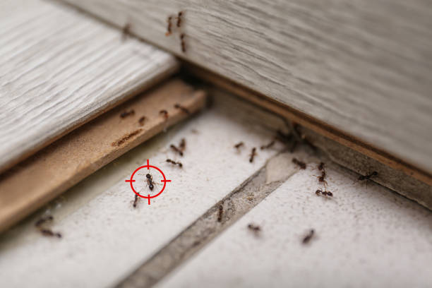 Reliable Pittsburgh, PA Pest Control Solutions