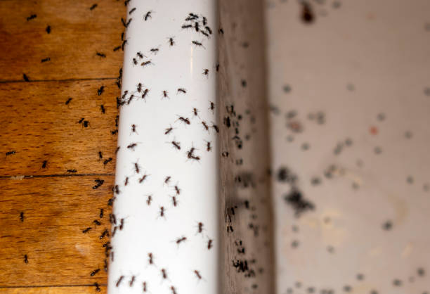 Wasp Removal Services in Pittsburgh, PA