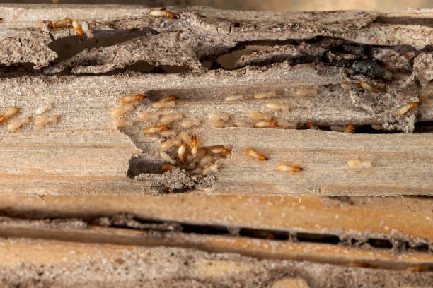 Best Best Pest Control Companies  in Pittsburgh, PA