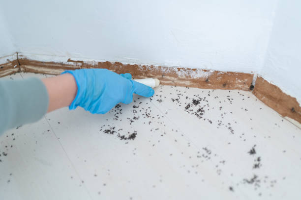 Best Flea Control Services  in Pittsburgh, PA